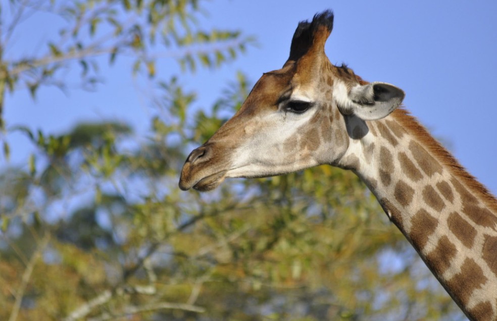 O zoológico de Pomerode, em Santa Catarina, não pagou por suas girafas, que vieram dos EUA em permuta, mas teve de dispender milhares de dólares em imposto — Foto: Divulgação/Zoo Pomerode