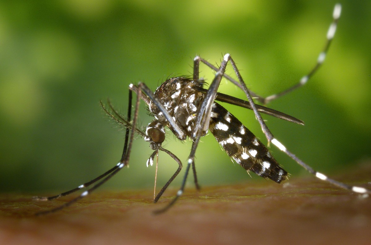 Dengue: Why Blood Platelets Decrease