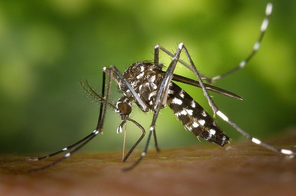 Brasil chega a 1 milh&atilde;o de casos prov&aacute;veis de dengue em 2024 | Brasil |  Valor Econ&ocirc;mico