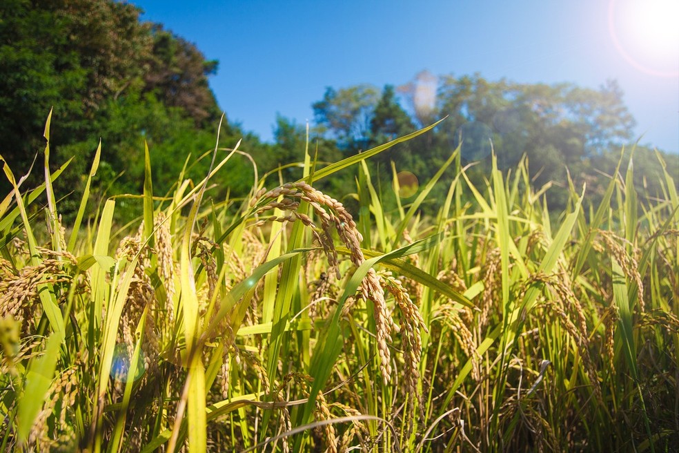 Plantação de arroz — Foto: Pixabay