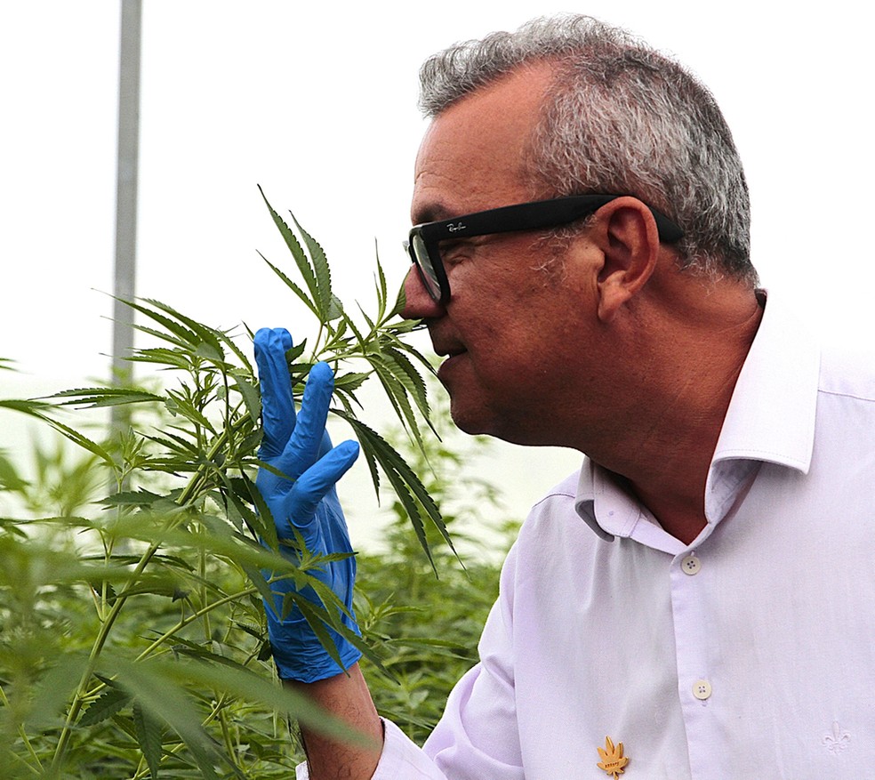 Cassiano Gomes, da Abrace: entidade é pioneira no cultivo no Brasil e comprou nova área para ampliar a produção — Foto: Alexandre Gondim