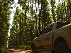 Girassol Agr&iacute;cola, de gr&atilde;os, amplia aposta em eucalipto