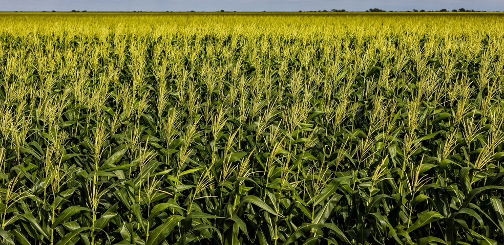 Com o “alongamento” da safra de soja, o ritmo do plantio de milho no Paraná, o segundo maior produtor do cereal do país, foi o mais lento da história — Foto: Christiano Antonucci/Secom MT