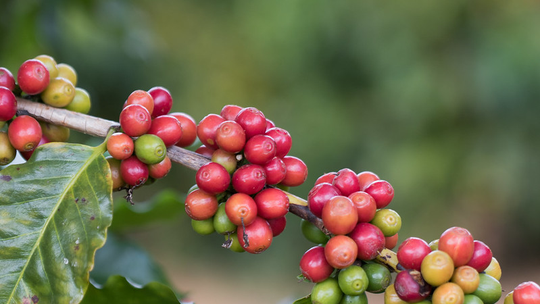 Preocupação com El Niño faz café disparar 16% em Nova York Preocupação com El Niño faz café disparar 16% em Nova York