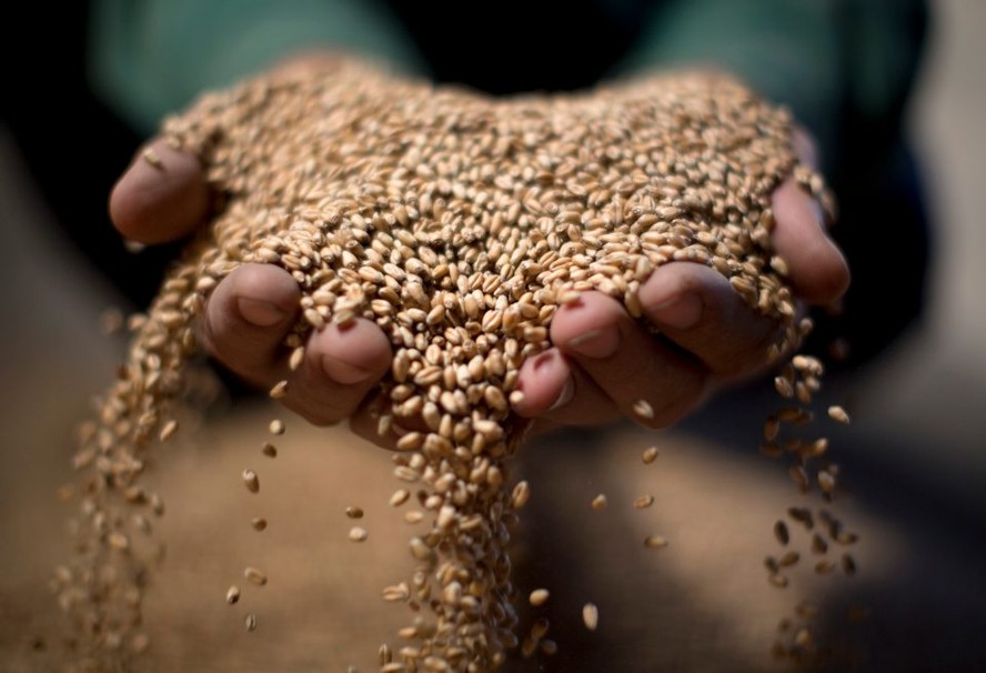 trigo - grãos - Wheat grain is held for display by a worker in this arranged photograph at a storage depot operated by Kubanskaya Korona near Kropotkin in Krasnodar, Russia, on Friday, July 13, 2012. Russia's wheat crop is estimated at 45 million metric t