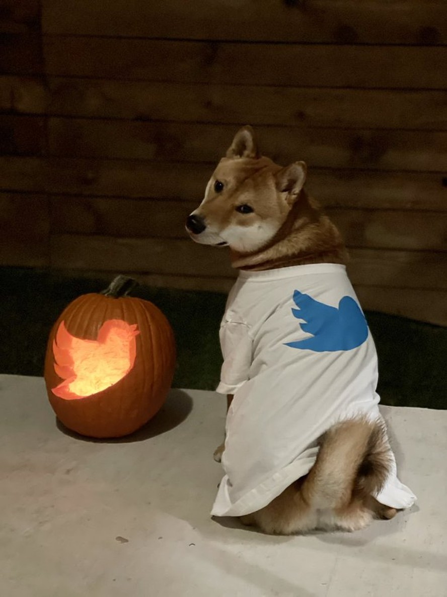Elon Musk posta foto de cachorro com uniforme do Twitter e impulsiona rali  da dogecoin | Criptomoedas | Valor Econômico