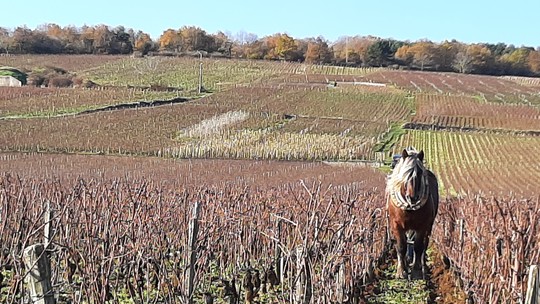 Jorge Lucki: Por que produtores estão abandonando o uso de pesticidas e herbicidas nos vinhedos