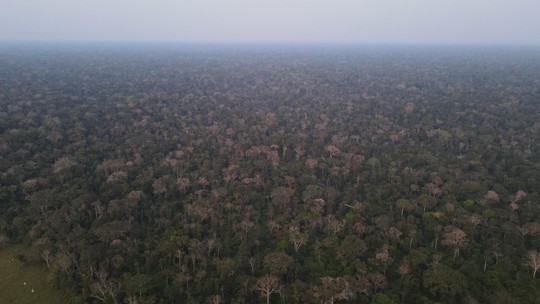 Brasil, Congo e Indonésia lançam aliança pelas florestas tropicais