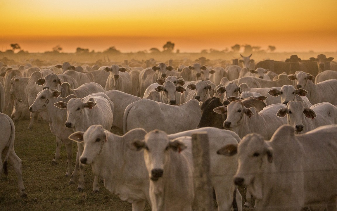 Calor extremo ameaça produção de alimentos no planeta, diz FAO
