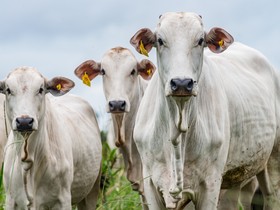 Abate de bovinos no Brasil é recorde no primeiro trimestre de 2024