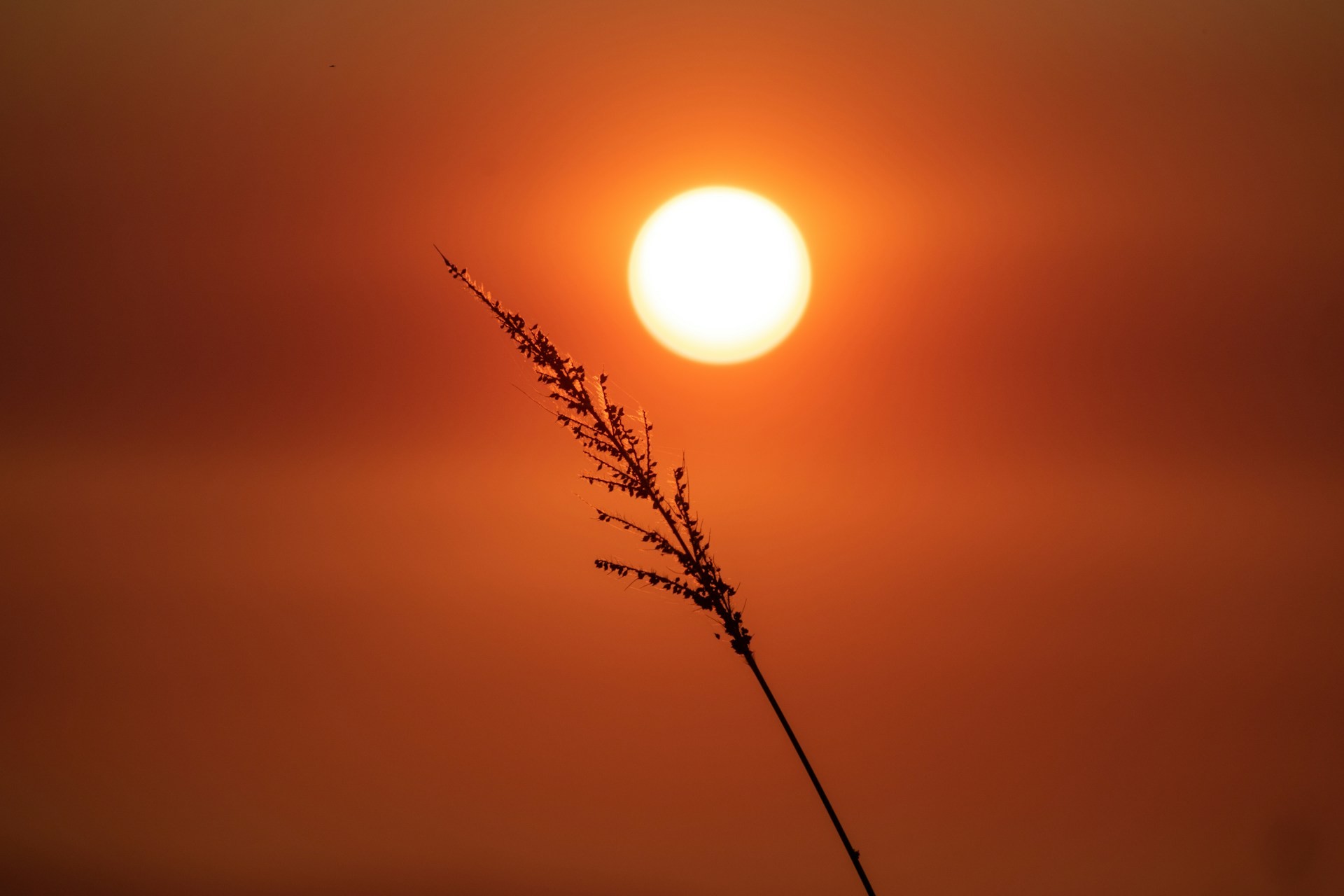 Rio Grande do Sul enfrenta onda de calor e registra 43,8ºC, maior temperatura da história no Estado