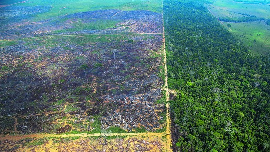 Greenpeace: Queda no desmatamento precisa ser analisada com cuidado