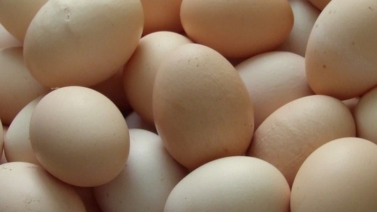 Produção de ovos atinge recorde de 4,9 bilhões de dúzias em 2022