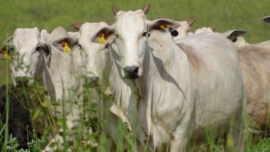 Estudo concluiu que o uso do aditivo alimentar à base de mistura de taninos e saponinas reduz em até 17% as emissões de metano por bovino de corte confinado
