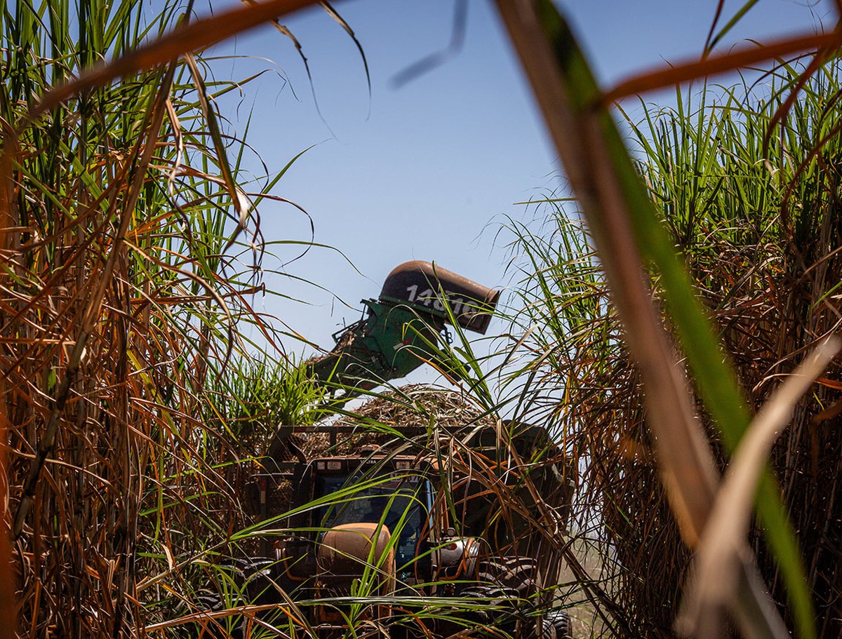 Sector azucarero en Brasil enfrenta crisis de confianza: Raízen en recuperación