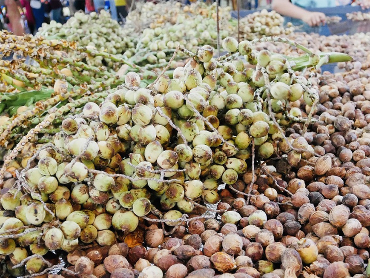 Pesquisa revela potencial dos biomas para fármacos