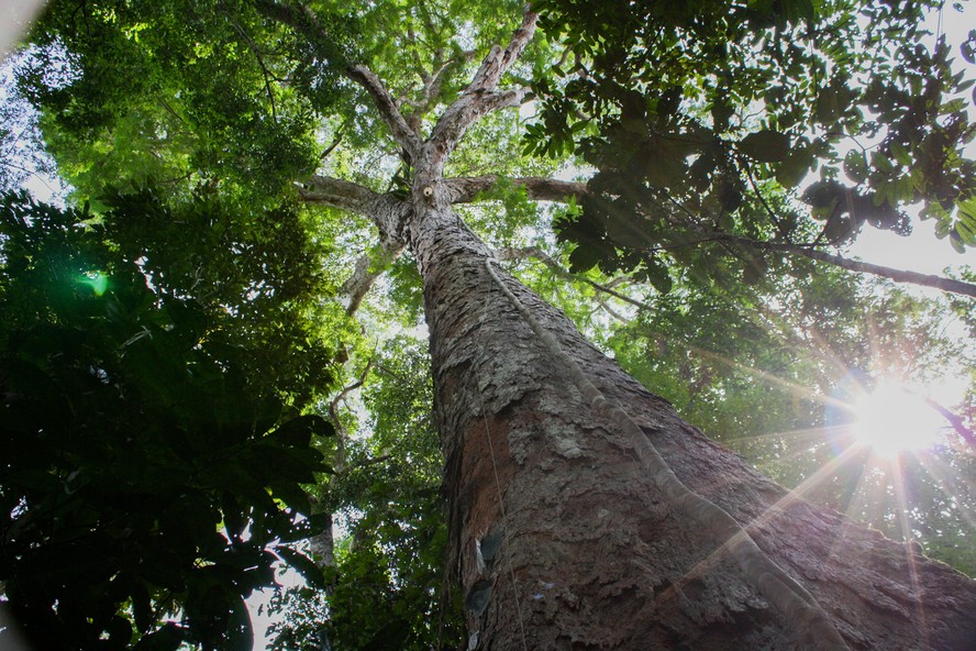 Projeto Ybá leva desenvolvimento a comunidades rurais do Pará