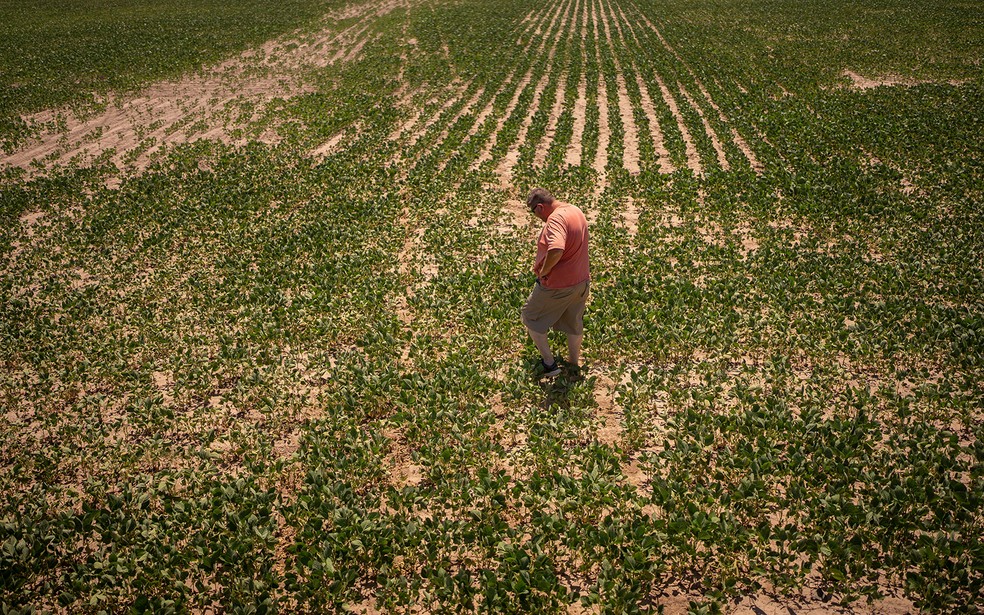 Plantação de soja na Argentina — Foto: Sebastian Lopez Brach/Bloomberg