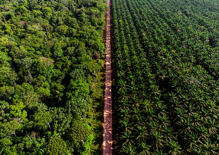 Empresas aceleram projetos de restauração florestal no Cerrado e Amazônia