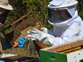 Syngenta retoma vendas de inseticida considerado ameaça potencial para abelhas
