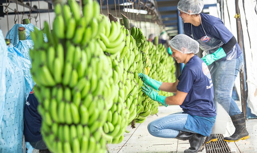 Produção de banana no Vale do Ribeira (SP)