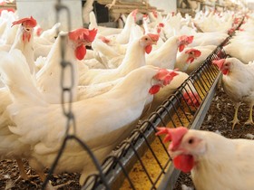 Risco de transmissão da gripe aviária para humanos aumenta e vira 'enorme preocupação', alerta OMS