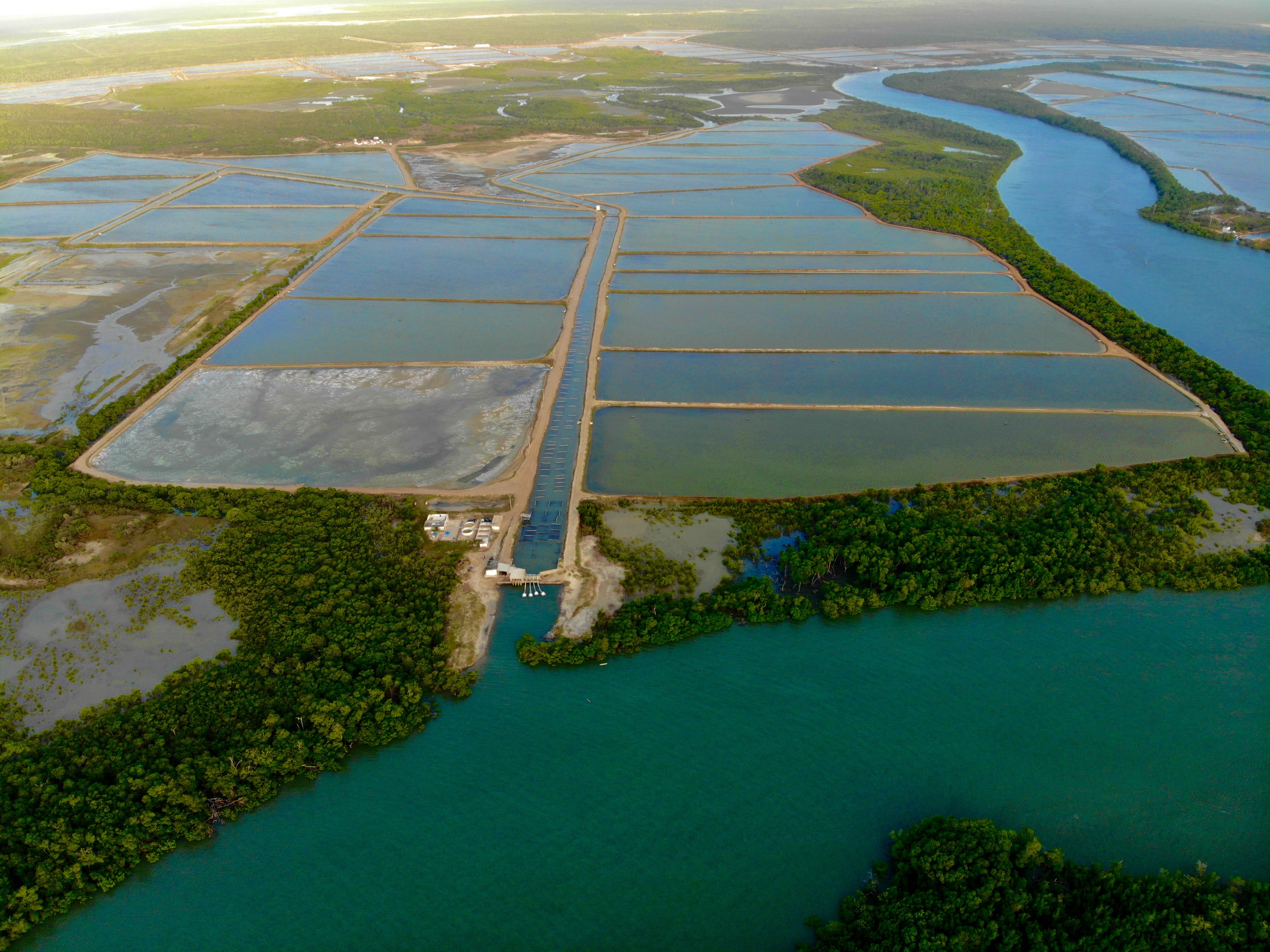 Licenciamento ambiental limita criação de camarão