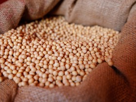 Crise em sementeiras de soja reacende discussão sobre concentração no setor