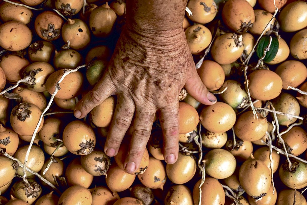 Tucumã, fruto apreciado na culinária amazônica, é um dos bioingredientes em estudo pela Natura em Benevides (PA) — Foto: Naiara Jinknss/Divulgação