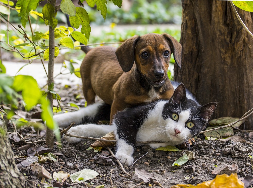 Mercado de pets cresce com isolamento social e necessidade de troca de