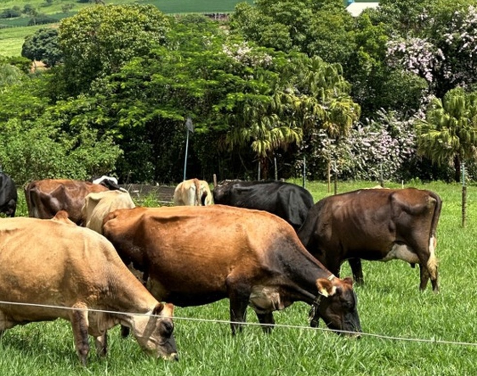 Rebanho de leite em sistema agroflorestal em fazenda em Guaranésia (MG); custos menores e ganhos ambientais — Foto: Divulgação