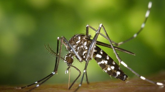 Brasil pode viver epidemia de dengue tipo 3 em 2024, diz consultor da OMS