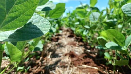 Plantio de soja avança no Brasil e traz queda nos preços