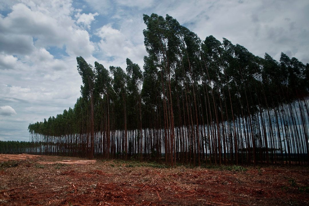 Em 'cenário desafiador', exportação de árvores cultivadas re
