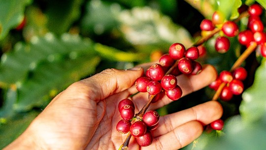 Colheita de café avança no Cerrado Mineiro, mas ainda está atrasada Colheita de café avança no Cerrado Mineiro, mas ainda está atrasada