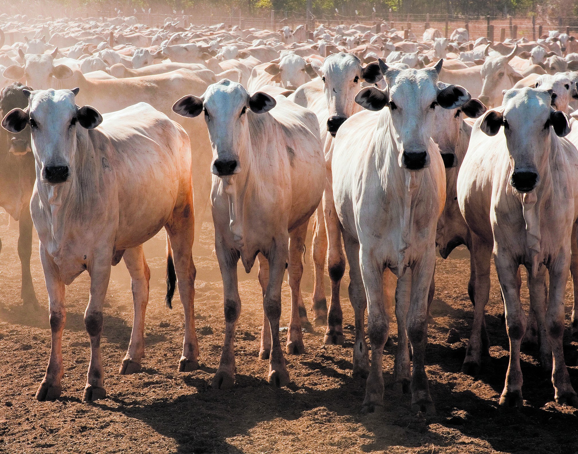 O preço da carne bovina continuará a subir?