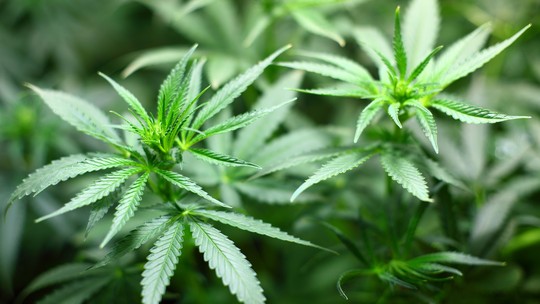 Ministros do STJ liberam cultivo de cannabis com fins medicinais