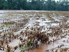 Produtores de soja devem abandonar lavouras no Rio Grande do Sul