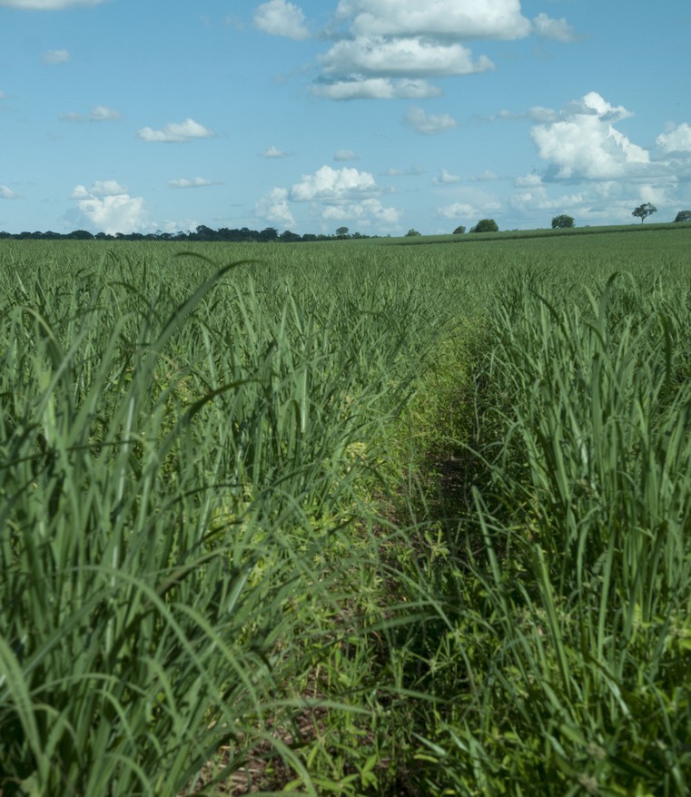 Índia retira restrições a matérias-primas para produção de etanol