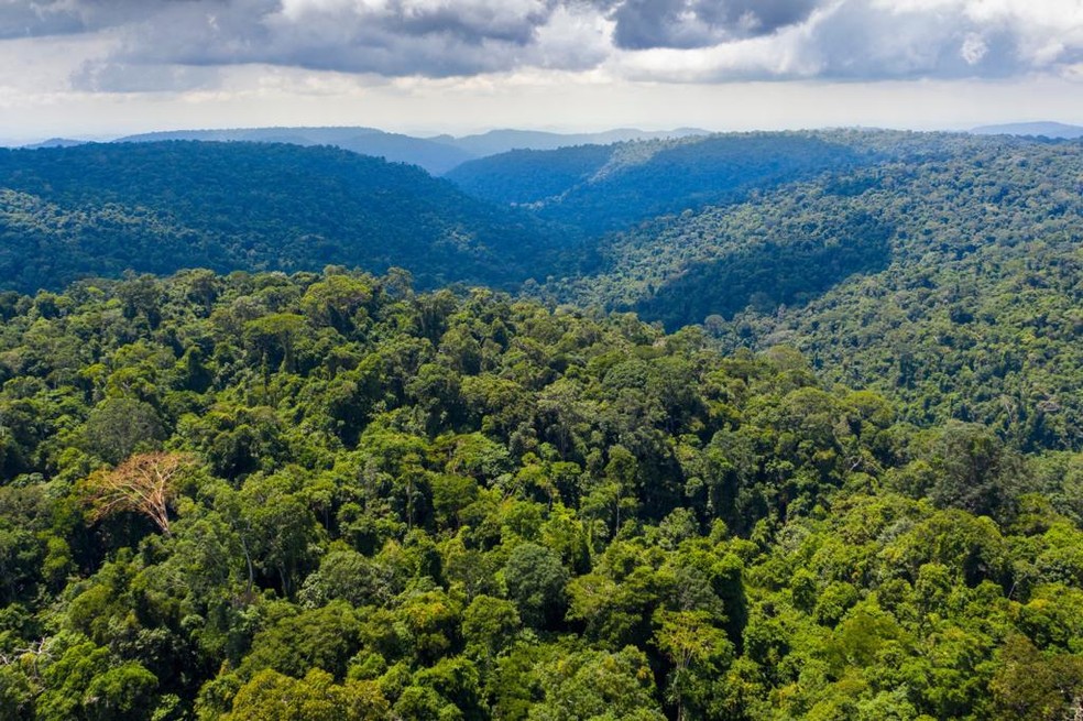 Áreas protegidas pela Vale no Pará compreendem cerca de 800 mil hectares, equivalente a cinco vezes a cidade de São Paulo — Foto: RICARDO TELES/DIVULGAÇÃO/VALE