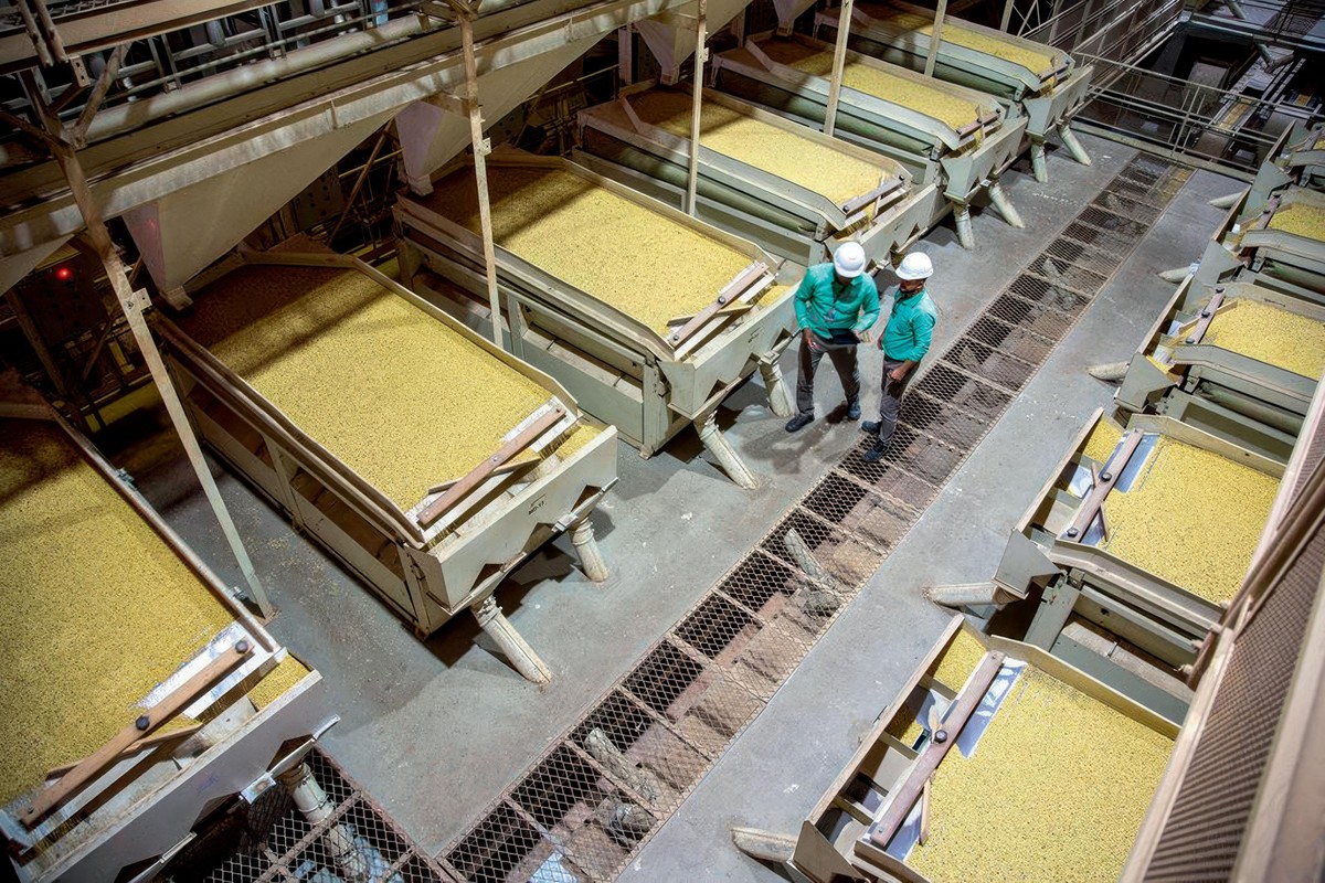Multiplicadores de sementes impulsionam a produtividade no campo