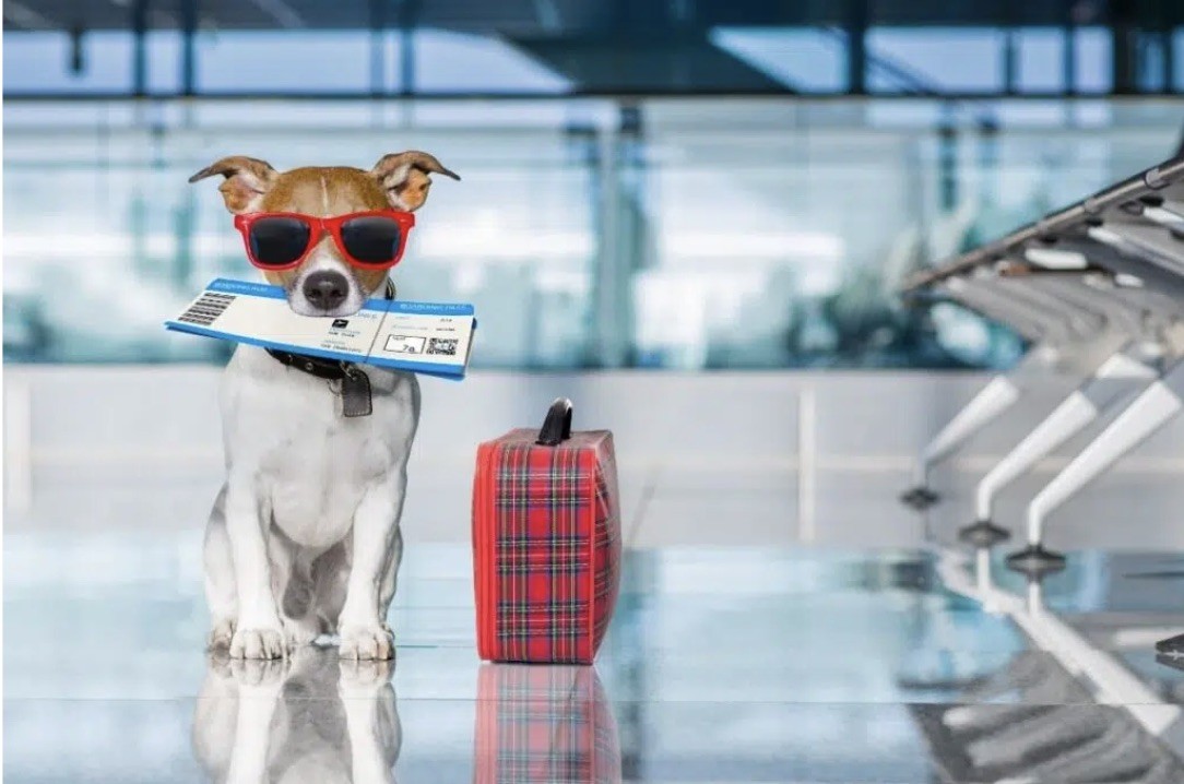 Viagem com pet cresce e acende alerta para custos veterinários no exterior
