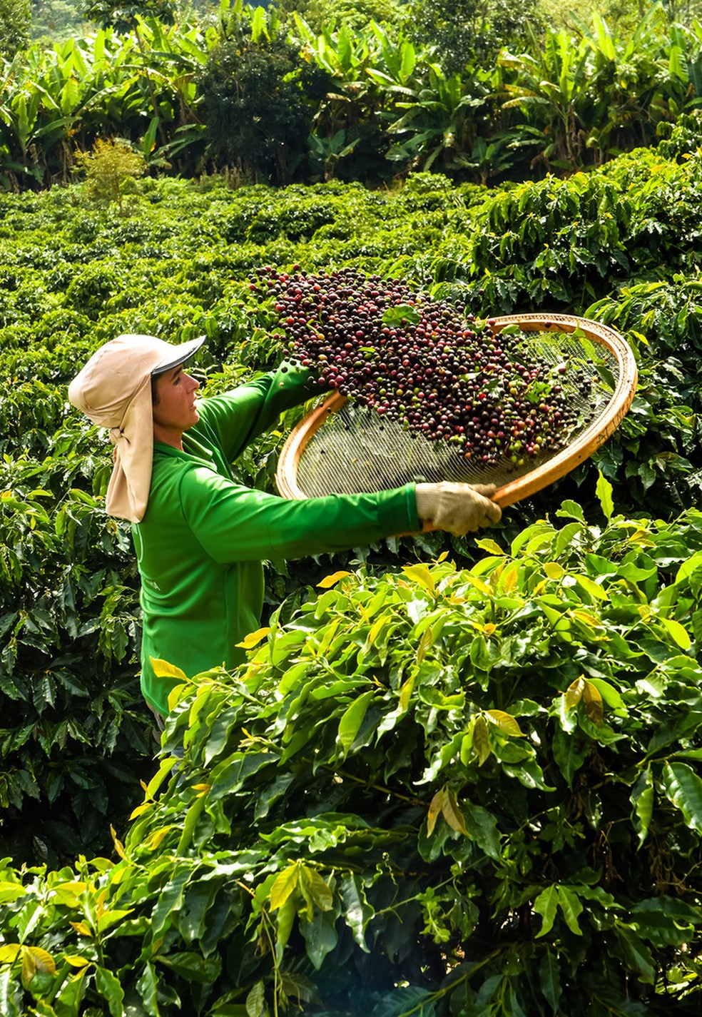 Orfeu Cafés investe em renovação e irrigação para expandir a oferta |  Agronegócios | Valor Econômico