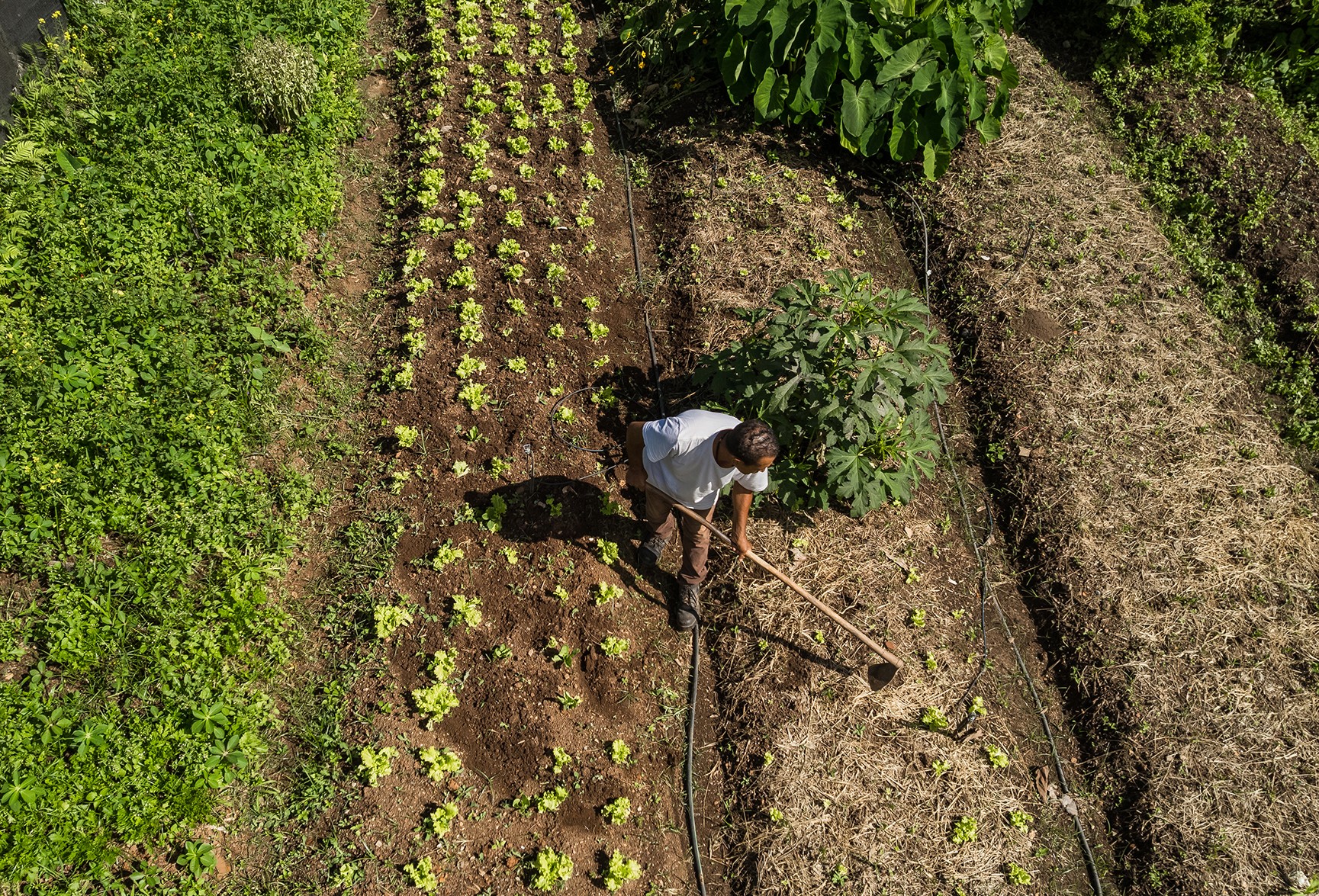 Agricultura regenerativa: quem manda nas palavras?