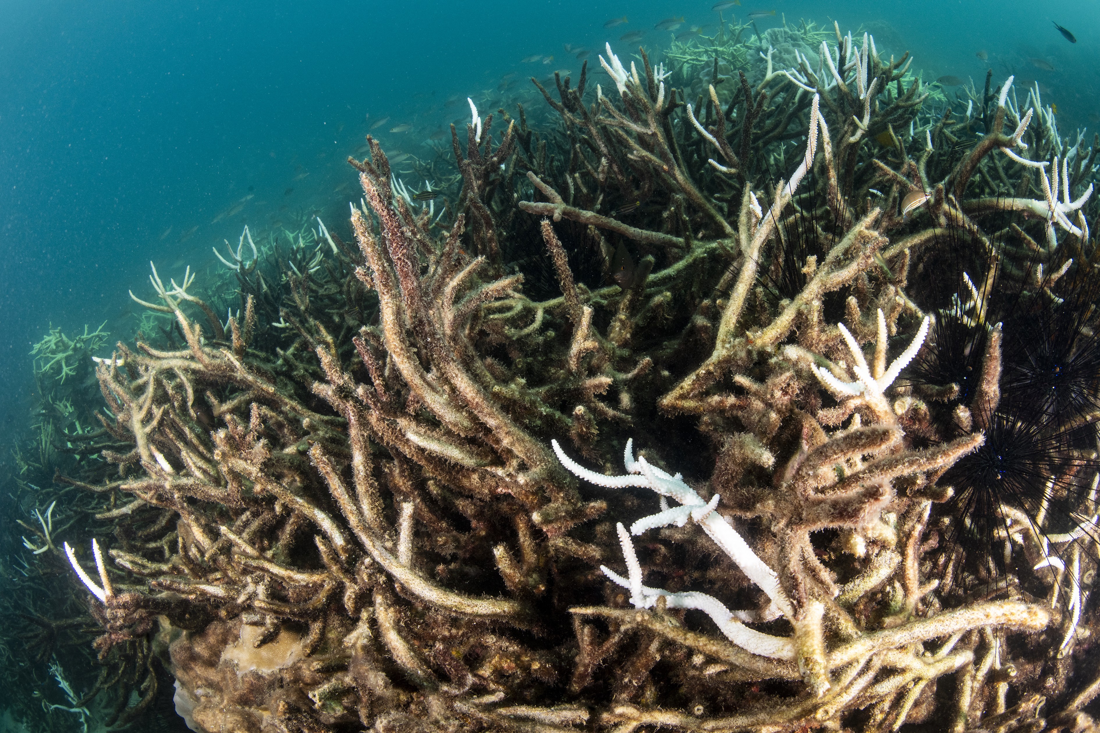 Mudanças climáticas e poluição levam oceanos a ponto crítico