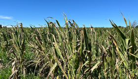 Estiagem no Paraná gera perdas de até 100% em lavouras de milho