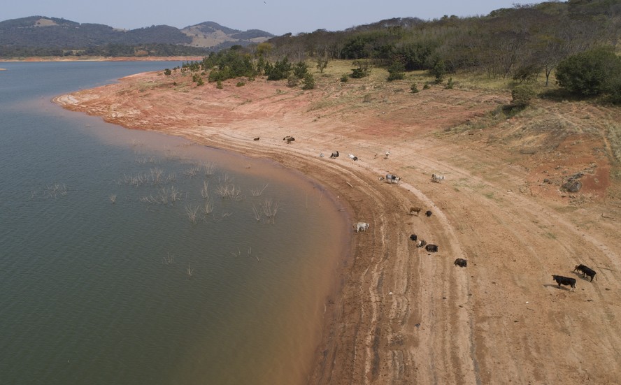 Rebanho de gado caminha pela margem da Barragem Jaguari, em Bragança Paulista (SP), que faz parte do Sistema Cantareira; seca, crise hídrica