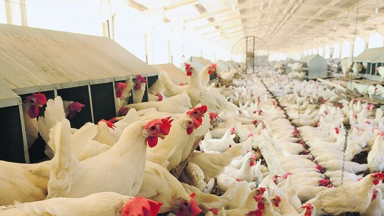 Senado aprova MP que prevê R$ 200 milhões para combate à gripe aviária