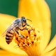 Como as abelhas agregam R$ 43 bilhões por ano à agricultura brasileira