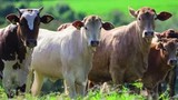 'Carne de grife' requer dieta especial para o boi; saiba as apostas dos pecuaristas